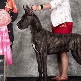 Great Danes from AnayaDanes