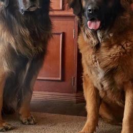 Dachshunds and Leonbergers from Enchanted Desert