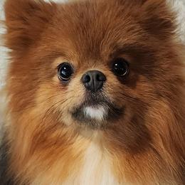 Blue - Pomeranian