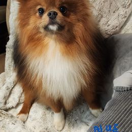 Blue - Pomeranian