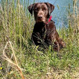 Labrador Retrievers from WestWind Retrievers