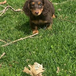 Dachshund Puppies from State Line Dachshunds