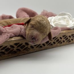 Girl 4 - Apricot Goldendoodle puppy in Blanchard, Oklahoma from I Dream of Doodles
