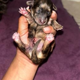 Akc Shaded Cream Brindle - Brindle male Dachshund puppy in Lehigh Acres, Florida from Ruby Rose Dachshund Dynasty