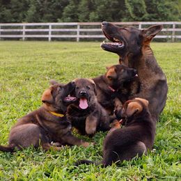 German Shepherd Puppies from Vogelhaus German Shepherds