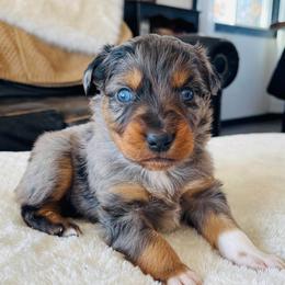 Oak - Blue merle male Australian Shepherd puppy in Zwingle, Iowa from Homestead Aussies & Doodles