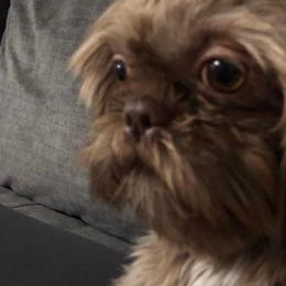 Hope - Shih Tzu