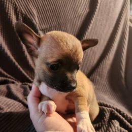 Ziggy - Fawn brindled black male Chihuahua puppy in Bethlehem, Pennsylvania from Steel City Exotics