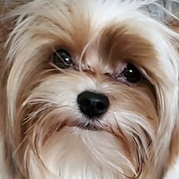 Yorkshire Terriers from Spurlock Farm Yorkies