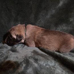 Boy 1- Green - Fawn male Anatolian Shepherd Dog puppy in La Grange, Georgia from Florida Anatolian Shepherds
