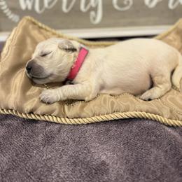 Hot pink - Golden female Golden Retriever puppy in Salt Lake City, Utah from Soaring golden retrievers