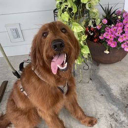 Georgia - Goldendoodle