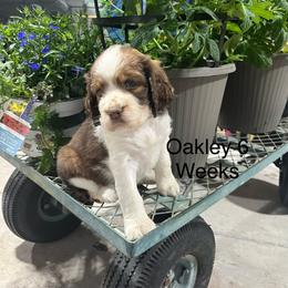 Oakley - Liver white and tan female English Springer Spaniel puppy in Nine Mile Falls, Washington from Sue's Springers