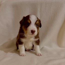 Yellow Ribbon Red Tri Boy 2 - Red tri-color male Australian Shepherd puppy in Dundee, Ohio from Aussies Of Circle H