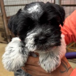 Otis - dark green collar - Parti male Miniature Schnauzer puppy in Oneonta, Alabama from Murphree Valley Kennels