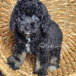 Annie - Tri-color female Bernedoodle puppy in Cleveland, Georgia from Jam's Doodles And Poodles