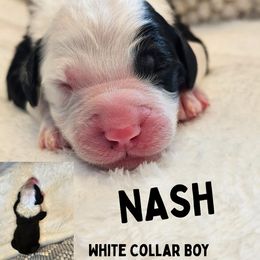 Boy 4 - Black and white Sheepadoodle puppy in Egg Harbor City, New Jersey from Doodles by Starlight