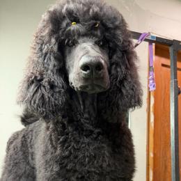 Yellow - Black male Poodle puppy in Sioux Falls, South Dakota from Risa Poodles