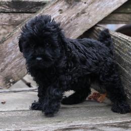 Kacia - Black female Whoodle puppy in West Bend, Iowa from Blue Skies Terriers