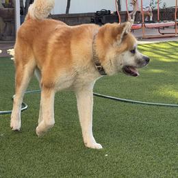 AKITO - Japanese Akitainu