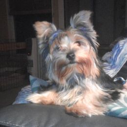 Punkin - Yorkshire Terrier