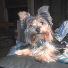 Punkin - Yorkshire Terrier