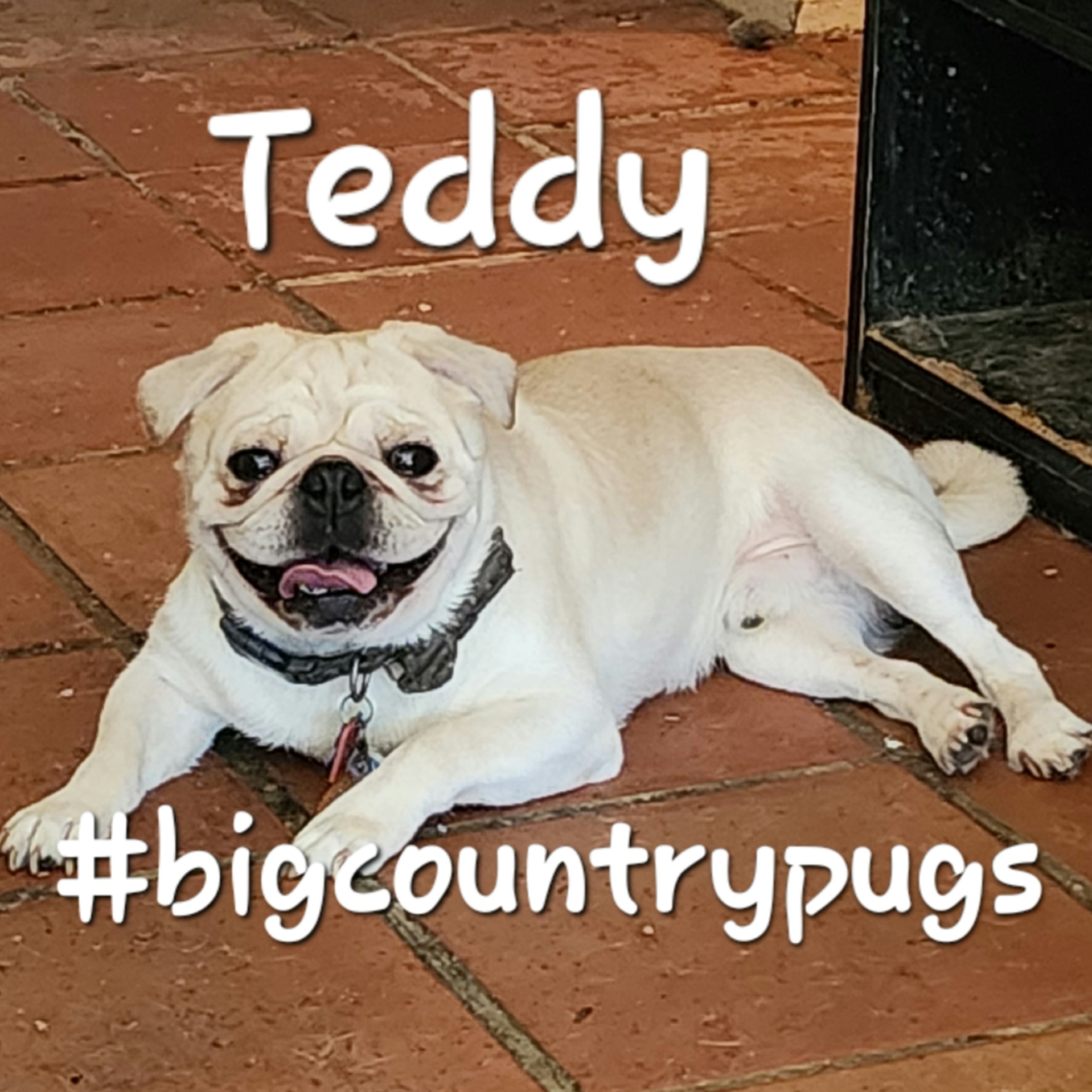 Teddy - Pug