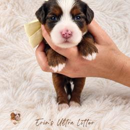 Raven - Tri-color female Bernedoodle puppy in Norcross, Georgia from Teddy Puppies