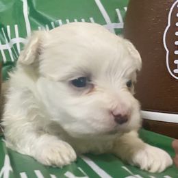 Phoebe - White female Maltese puppy in Polo, Missouri from Purely Maltese