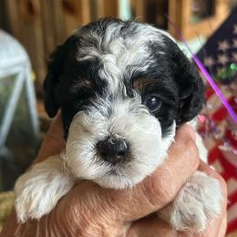 Brave, 3 weeks old - Black and white female Cockapoo puppy in Crawford, Colorado from Saddle Mountain Doodles