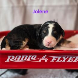 Jolene - Tri-color female Bernedoodle puppy in Summerville, South Carolina from Channys Doodles