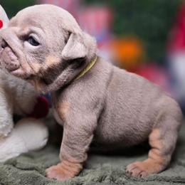 Pearl - Lilac tri-color female Bulldog puppy in Burleson, Texas from Diamond Deluxx Frenchies