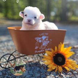 Jackpot - Gray and white male American Corgi puppy in Cameron, North Carolina from Butts Family Corgis