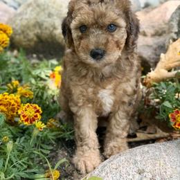 Bernedoodle and Whoodle Puppies from Genesis Family Farm