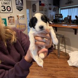 Mac - Black and white male Bernedoodle puppy in Yuba City, California from Ranch House Doodles