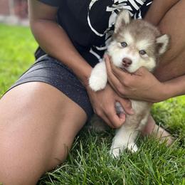 Siberian Husky Puppies from Chocolate Hollow Farms