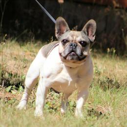 Stoli - Fawn and white female French Bulldog puppy in Vancouver, Washington from Blackwell's American & French Bulldogs