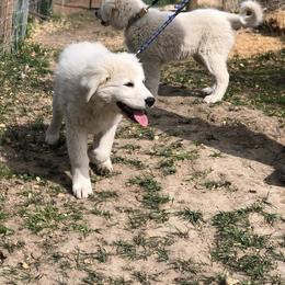Australian Shepherd and Maremma Sheepdog Puppies from Wild R Australian Shepherds