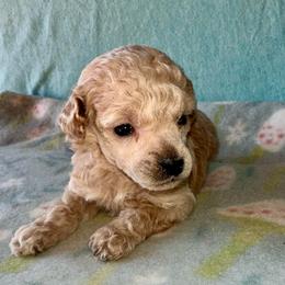 Vegas - Cream male Poodle puppy in Travelers Rest, South Carolina from Cotton Top