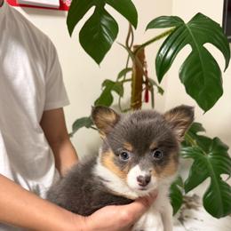 KD - Black and tan female American Corgi puppy in Santa Ana, California from Tran's CorgiLand