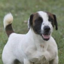 Sparky - Russell Terrier