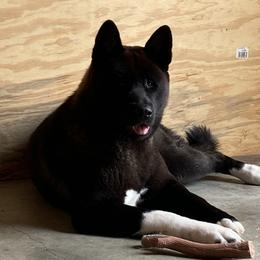 Akita Puppies from 239 Sunshine Akitas