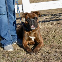 Boxer puppies from Mt Valley Boxers