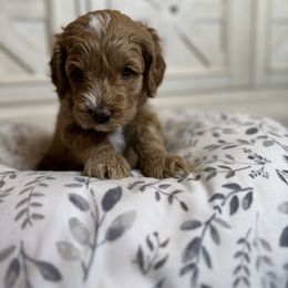 Girl 2 - Red Labradoodle puppy in Visalia, California from Junebug’s Labradoodles