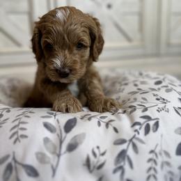 Girl 2 - Red Labradoodle puppy in Visalia, California from Junebug’s Labradoodles