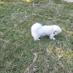 Tibetan Spaniel All Grown Up from Coastal Peaks Tibetan Spaniel Breeder