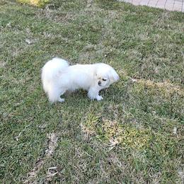 Tibetan Spaniel All Grown Up from Coastal Peaks Tibetan Spaniel Breeder