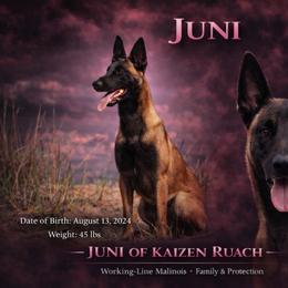 Juni - Belgian Malinois