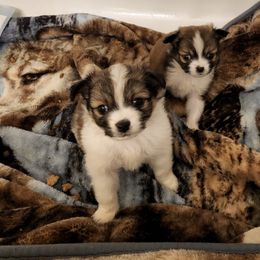 Papillons from Pomskys and Papillons