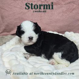 Stormi - female Australian Mountain Doodle puppy in Escondido, California from North County Doodles